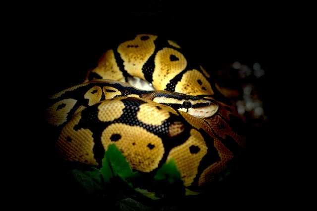 acres_sg's tweet photo. African pythons are smuggled to Singapore to be pets. They're not the only victims. #EndWildlifeCrime #ACRES https://t.co/NBfBItwfDW