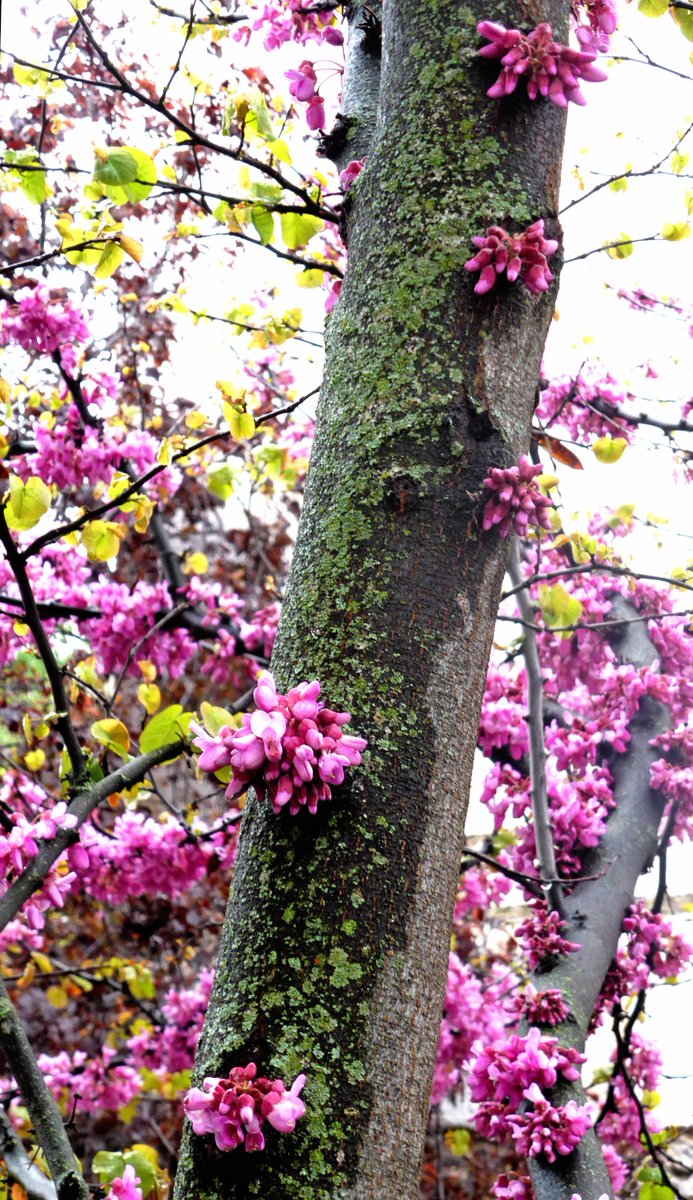 bmvillatermal's tweet photo. ¡Brotes de #primavera, que alegran nuestras aceras! En #BañosdeMontemayor #valleambroz #AmbrozPrimavera #flores https://t.co/c8zYIu8Jsb