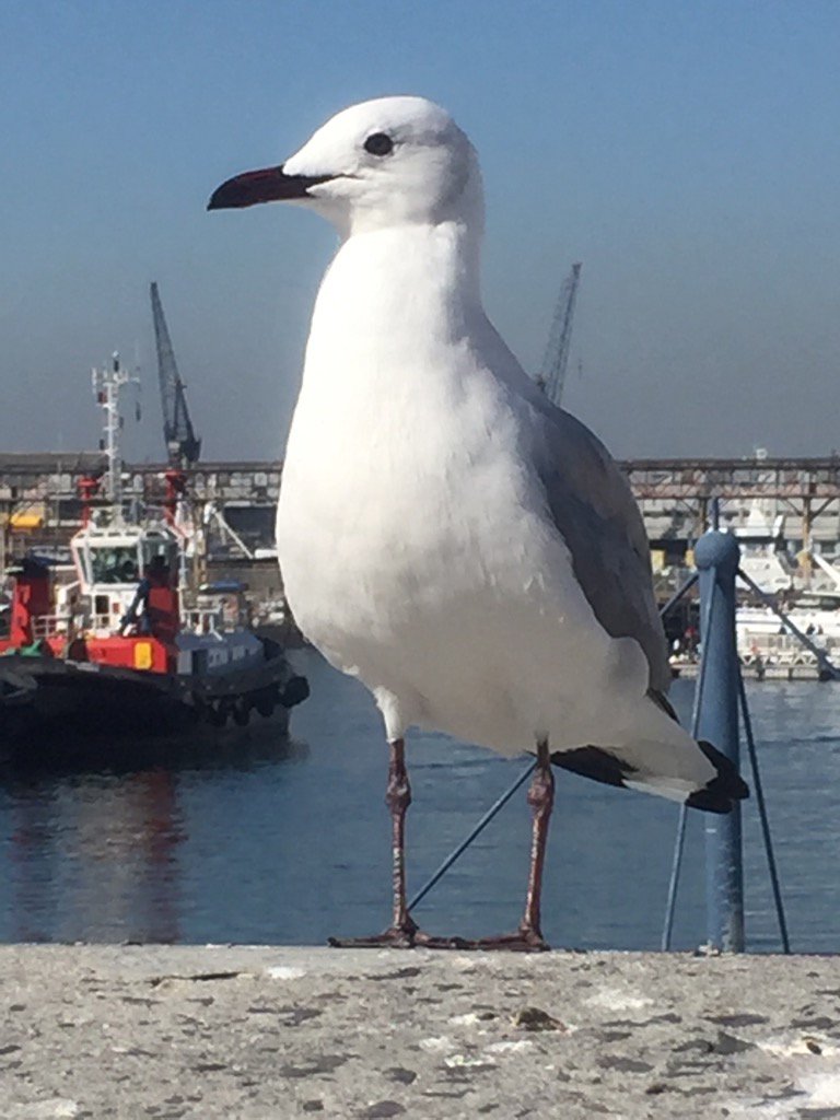 Wild life at <a href="/TheVAWaterfront/">Water Front</a>