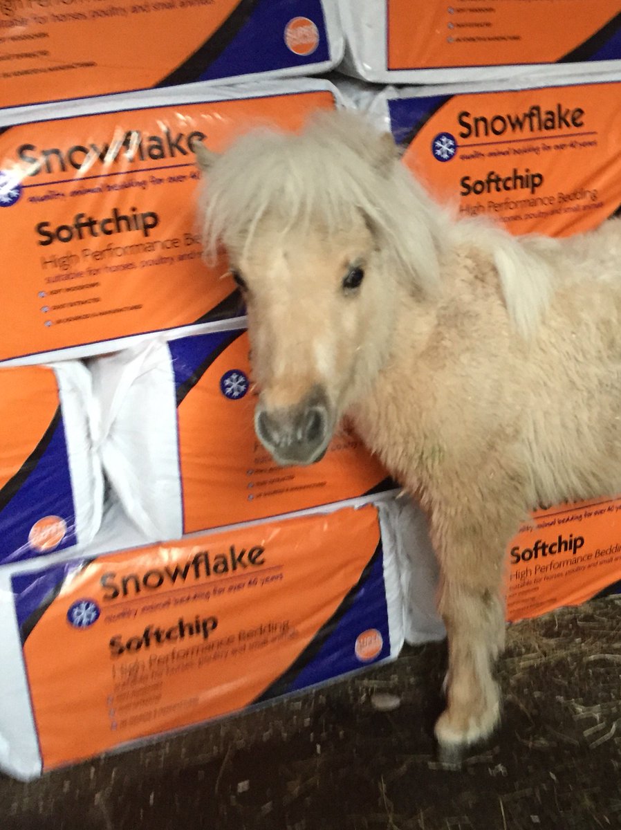 AliceGoring's tweet photo. Teddy is quite chuffed with his @plevinproducts snowflake bedding mountain 😎 #teamplevin #luckypony https://t.co/b0B7j6bPHP