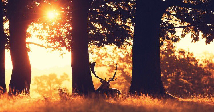 Y cuando menos te lo esperas, vuelve a salir el sol, llenándolo todo de alegría y optimismo. A por el miércoles. BD😊