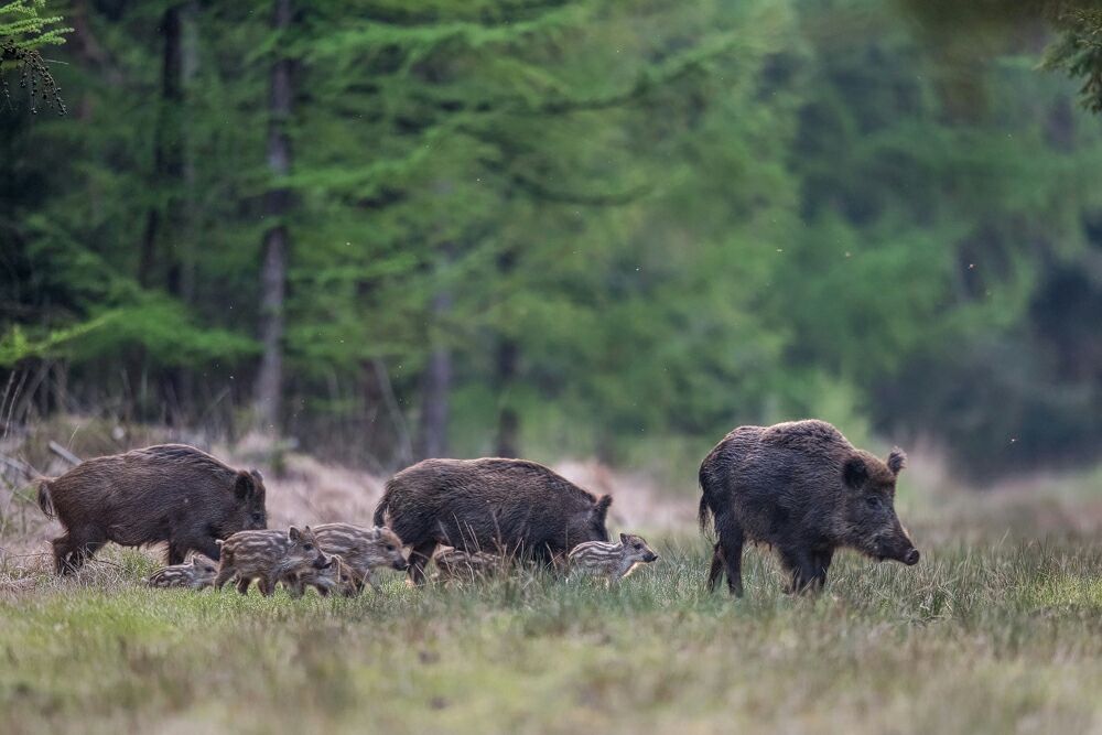 "Es buscarte sin saber, sentir escalofríos en el alma y en la piel" Buenos días #Campo #Conservación #Caza