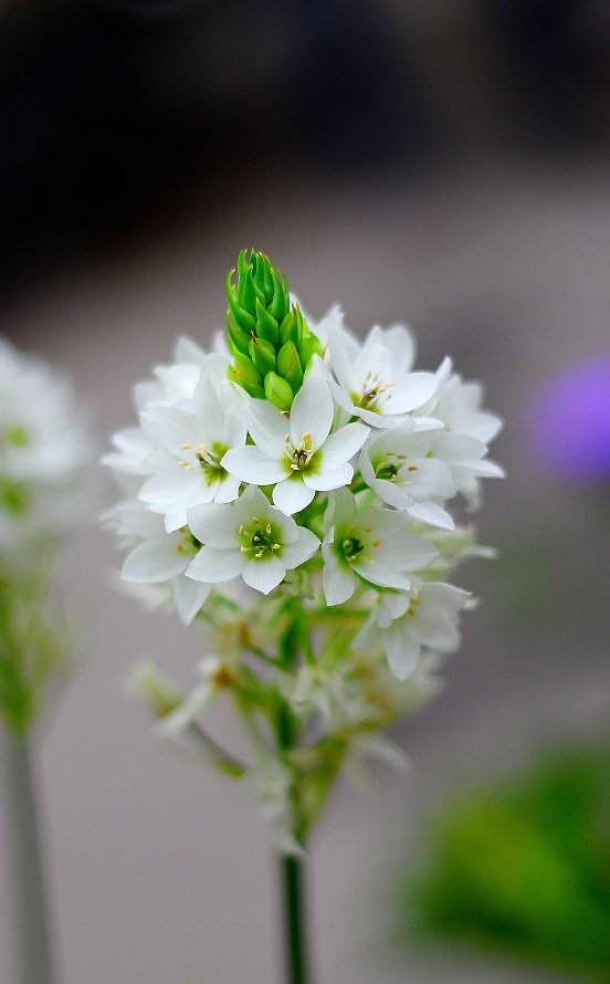 ゆう オーソニガラム 花言葉の 純粋 は 清楚でけがれのない花姿に ちなむともいわれます 茎の長い種は ウェディングブーケにも 用いられます