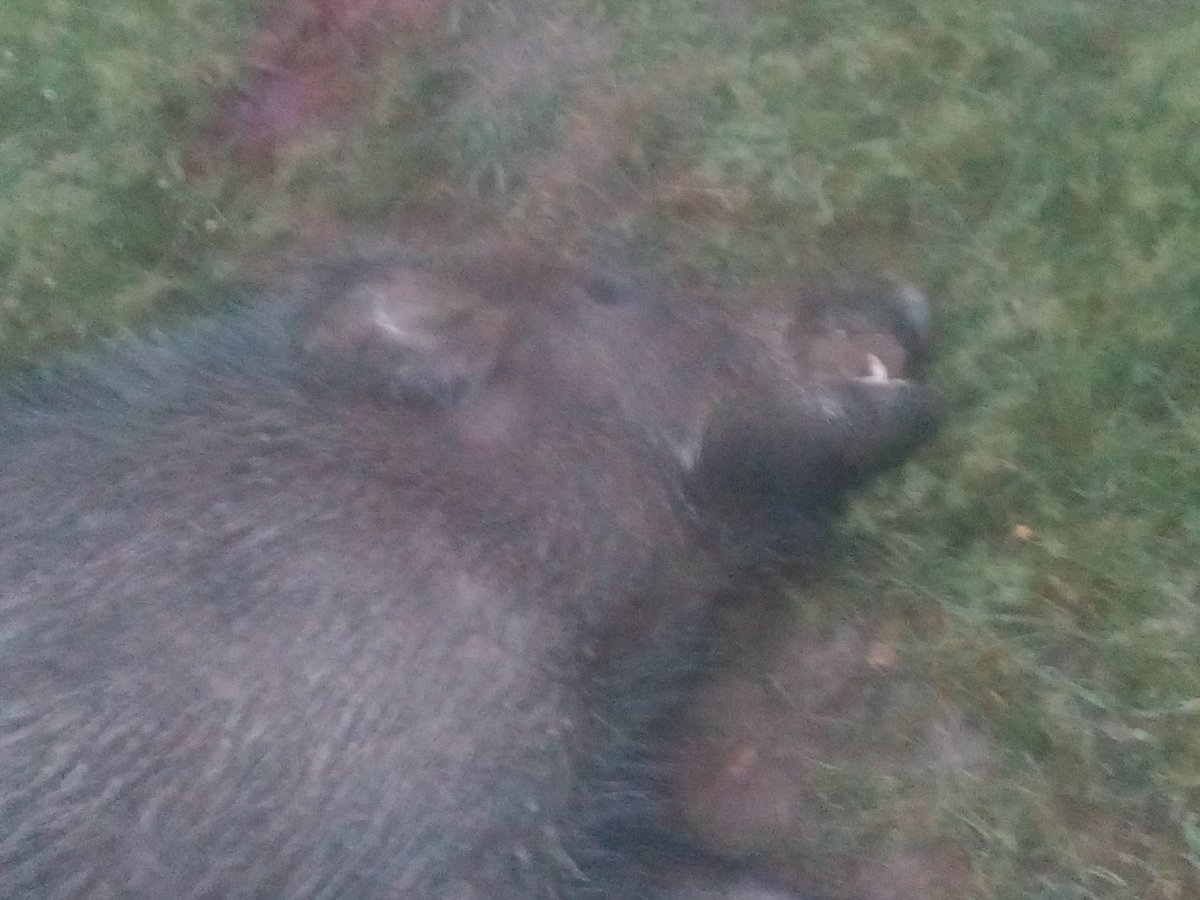 Buenos días y mitad semana, algún macareno va cumpliendo en el puesto, no el deseado pero un lance precioso