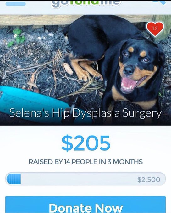 Hey fans my friend amazing dog needs surgery and they cant afford it,it would mean the world to me if