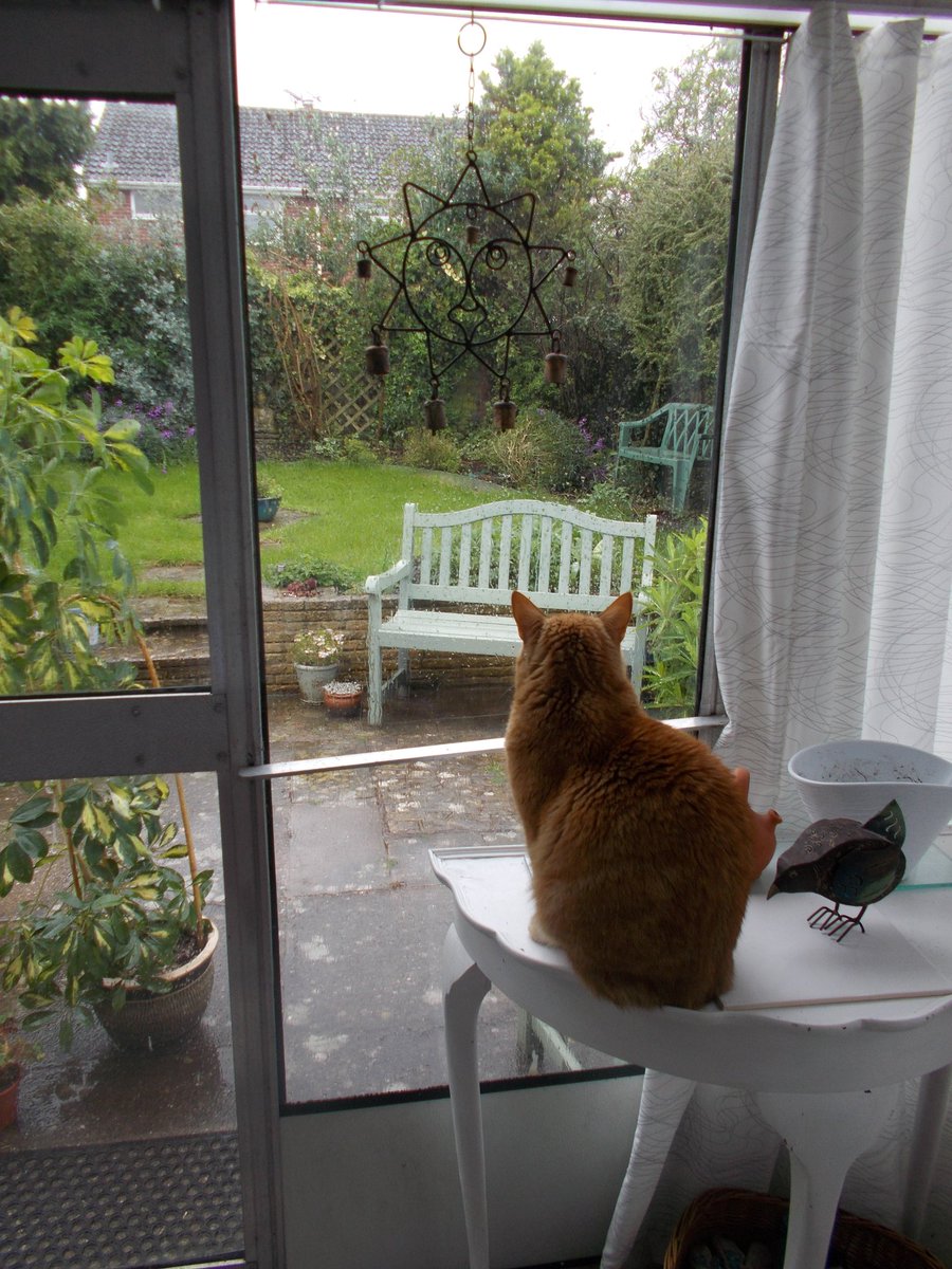 Sistafur, Miss Precious, really really really wants it to stop raining now....#cats  #wetWednesday  #rain