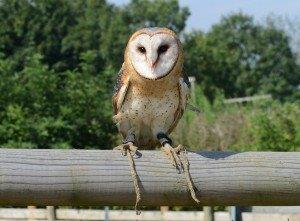 PennywellFarm's tweet image. #excitedfortheweekend, Elfic the Jester &amp;amp; Hawk and Owl Sanctuary are here. All info ow.ly/5y9H3002Jmu #humpday