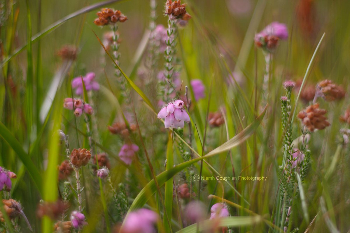 niamhs_photos's tweet photo. @dailyp @Kaleidoscope_08 You know you're in #dpNATURE when you find wildflowers; like these tiny, pink bell heather https://t.co/dne19rBZQU