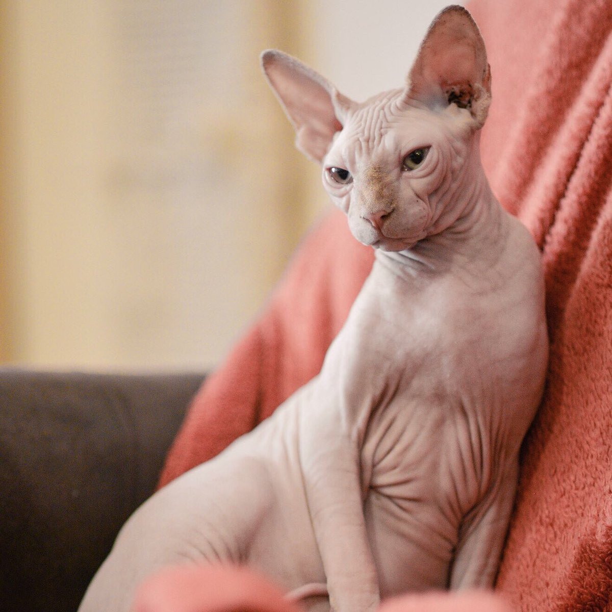 #JeSuisPasVieuxMais je suis déjà tout ridé