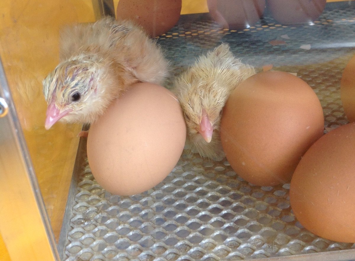 TH_Reception's tweet photo. Now there are two! I wonder how many more will hatch today! 🐥🐥 https://t.co/8U1FLeEr4y