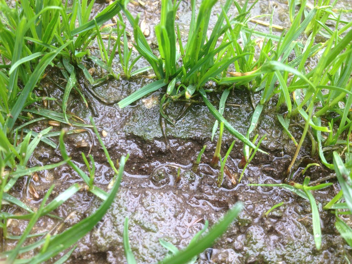 turfcare1's tweet image. Proseed Rapid Repair,  seeded Thursday,  up on Wednesday! #fastfastfast