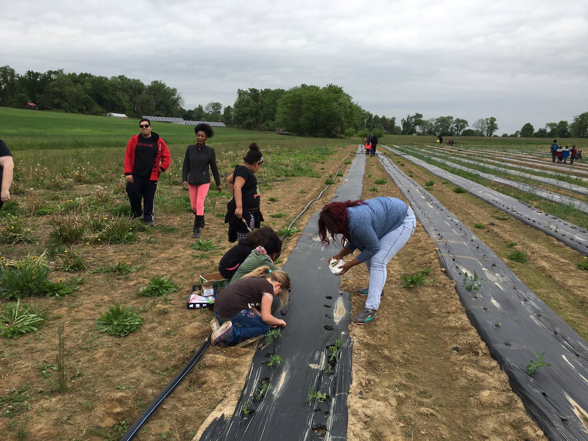 DougTimm34's tweet photo. #powerofwecsd some @William_Pennhs and @Carrie_Downie 2nd graders planting this morning. https://t.co/66r8kcwdrV