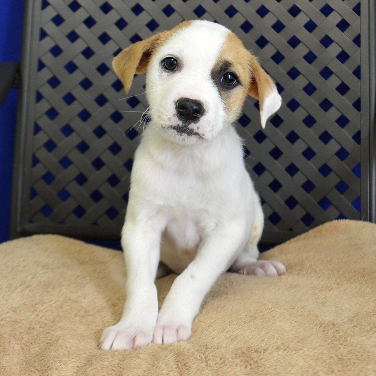 GrandCompanions's tweet photo. This Friday % of the sale of all items will be donated to GC to help pets like Ash! https://t.co/1dbWgRoI1u https://t.co/DqBjBkepMa