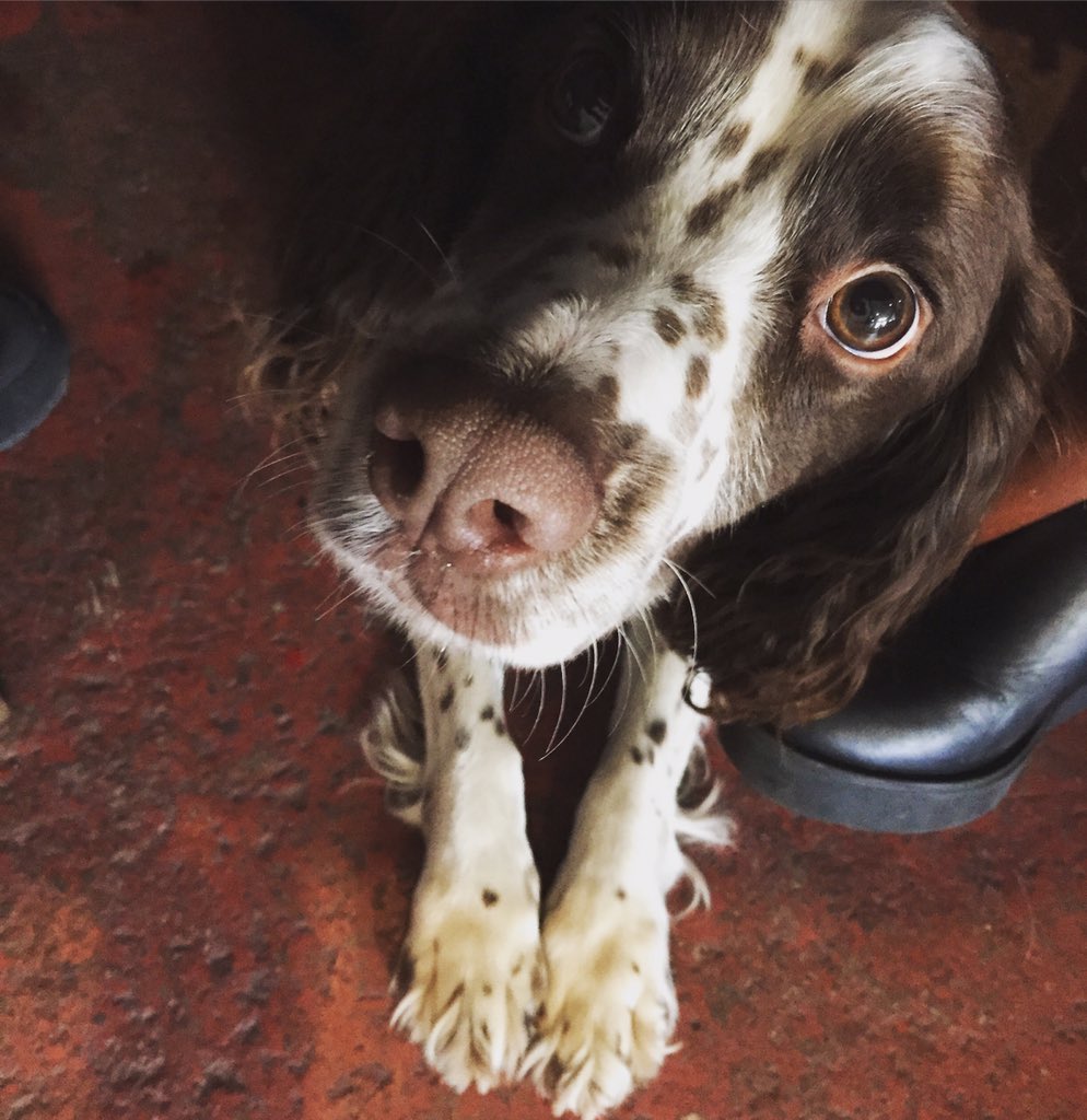 lylebignon's tweet photo. Luka, aged 2. #dogsincafes https://t.co/Nj8Ly3DKEk