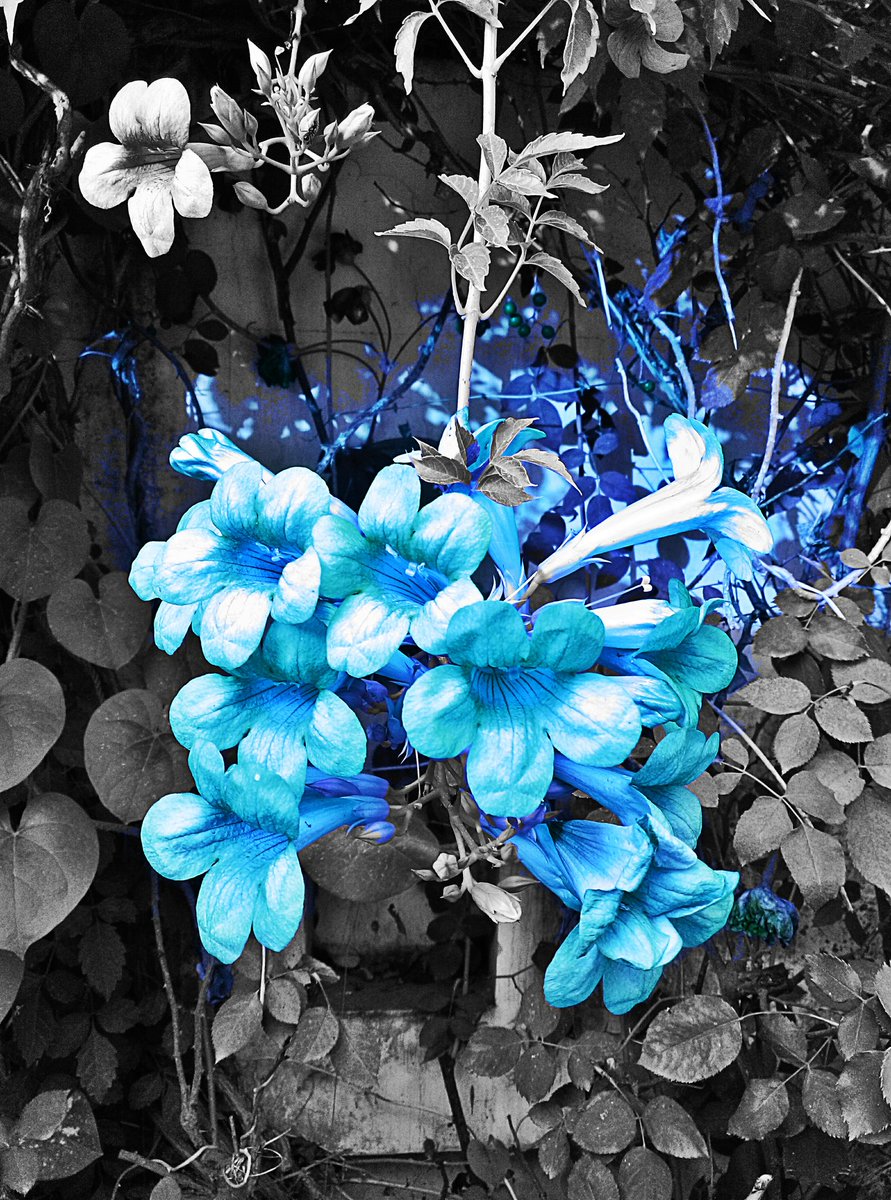 kmanjeet's tweet photo. . @htc edited pic in @pixlr
#Flowers #htc820 #mobilephotography #kmanjeetPics https://t.co/BKawOWIsrn