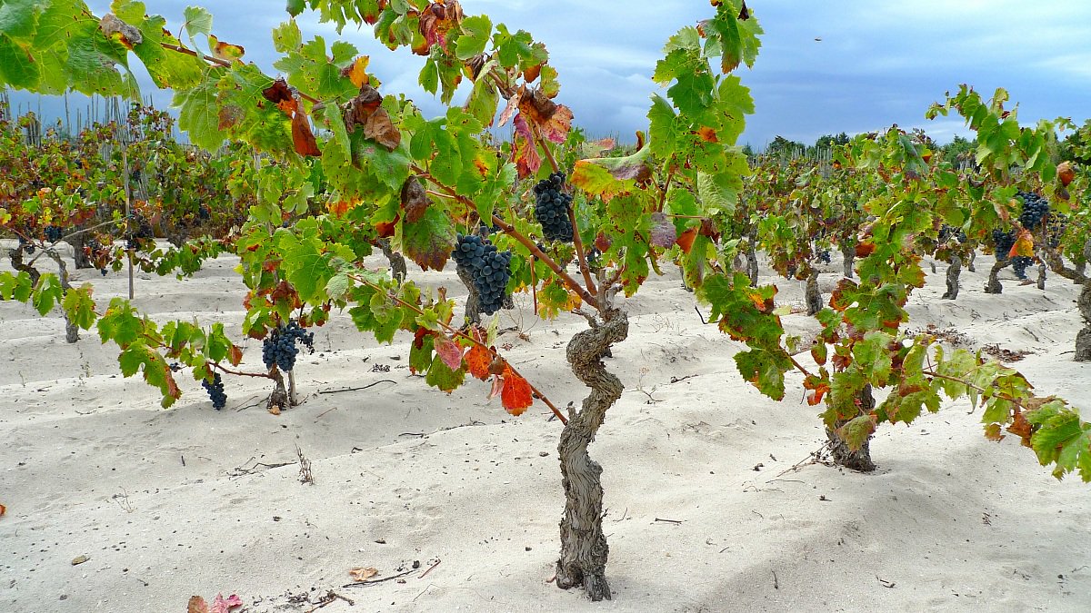 виноградник турсунзаде. виноградная лоза виноградник. виноградная лоза в дереве. старые кусты винограда. виноградная лоза этна.