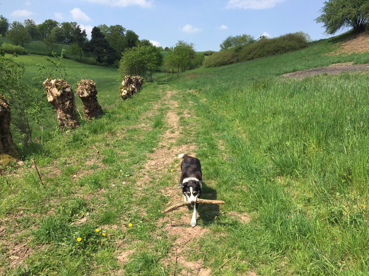 #Hunderunde mit Lara. #Stöckchen immer dabei #StolzwieOskar