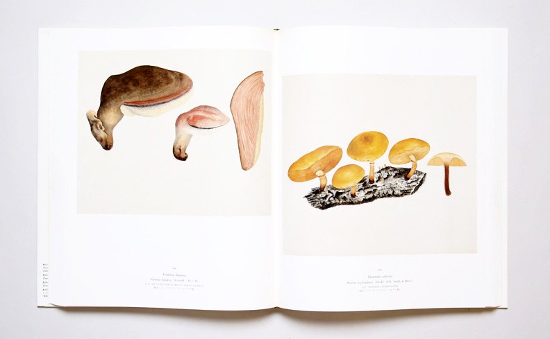 新入荷【ジャン・アンリ・ファーブルのきのこ】 昆虫記でも知られる