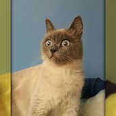 adozioneanimali's tweet photo. (Genova) DIANA GATTA SIMILBIRMANA STUPENDA E I SUOI… https://t.co/3StEyzGSyB #europea #genova #gatto #adozione https://t.co/yCLhnaN00o