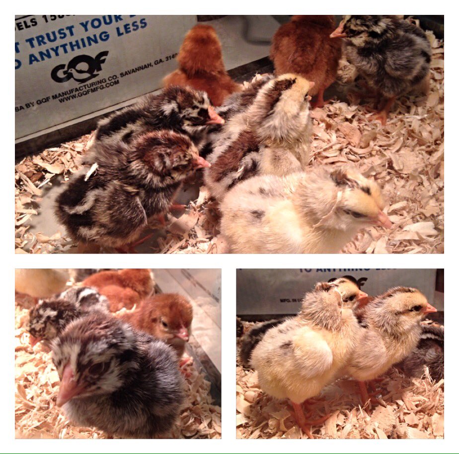 Mrpostclass's tweet photo. Yeah!!!!  The chicks hatched!!!! https://t.co/MY1ZIcXQ7N