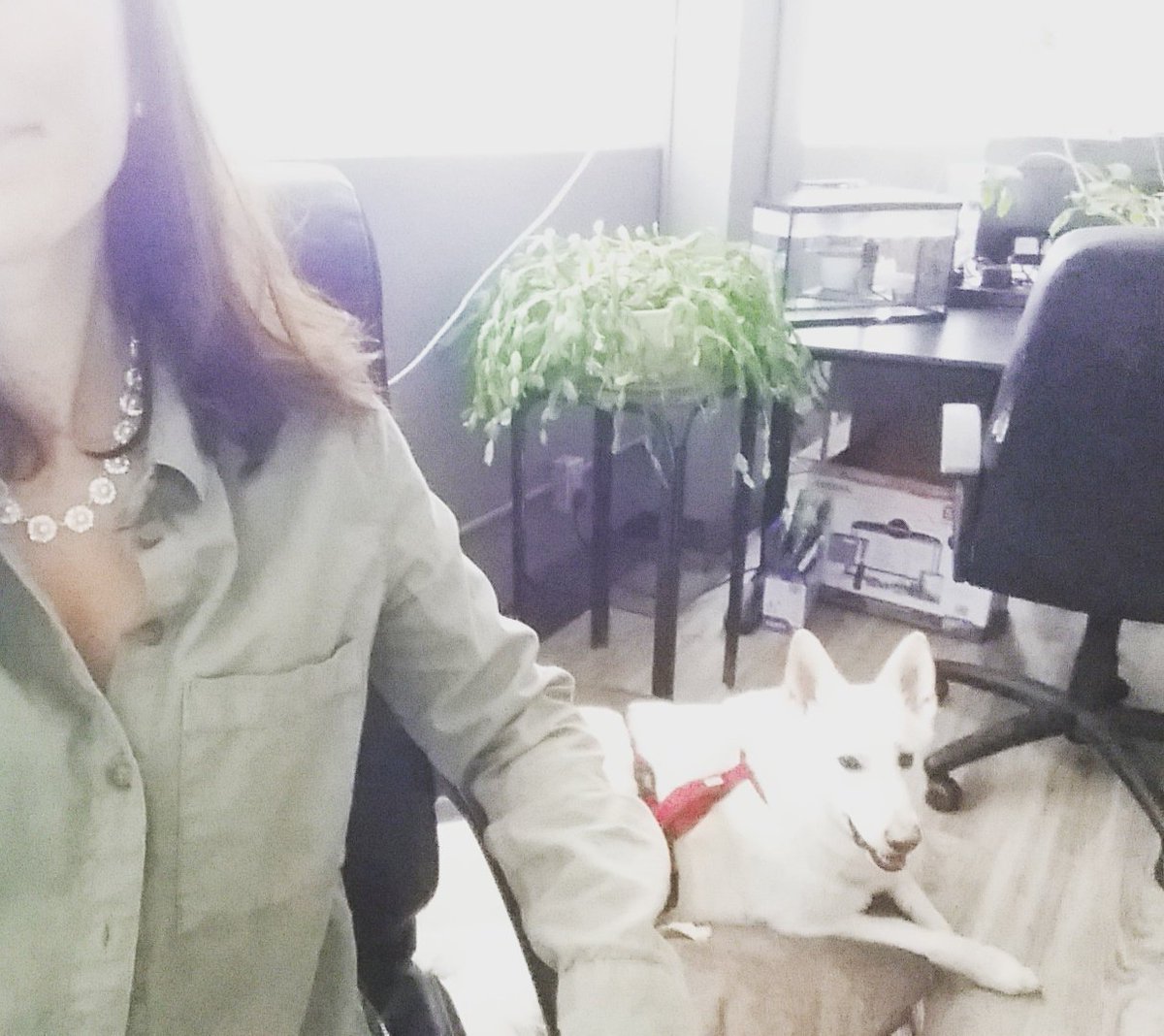 MLD_Melanie1's tweet photo. @mldsolutions I work copilot with this fellow. Introducing Oakley. #whitegermanshepherd #MLDDog https://t.co/BldQKp3McA