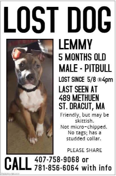 ChuyChain's tweet image. #lostpuppy #dracutma #lowellma