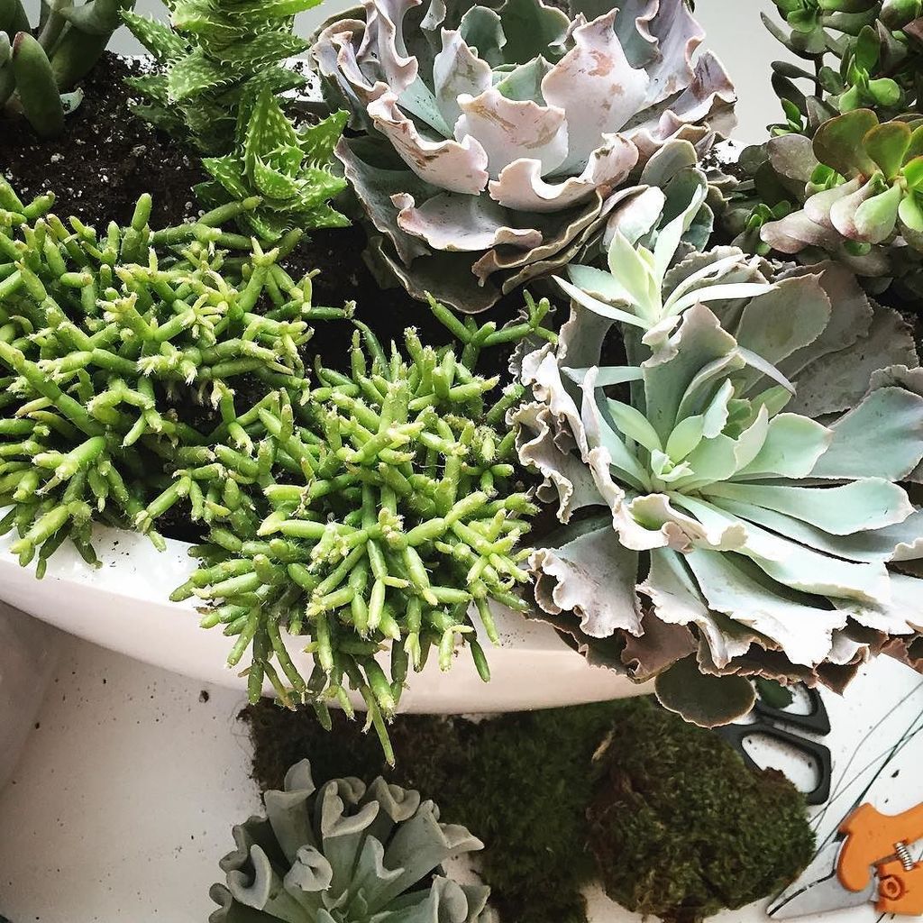 From earlier this week, refreshing #succulent #planters at our long time clients and frien… ift.tt/1TzSRiD
