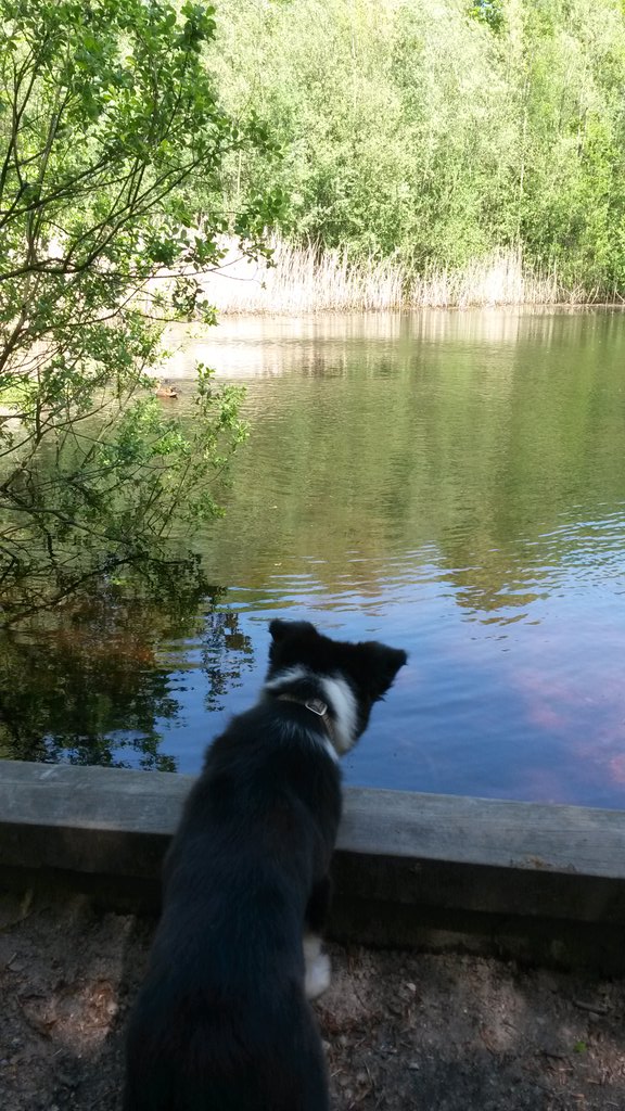 Aussie STAN (@heidert72) on Twitter photo 