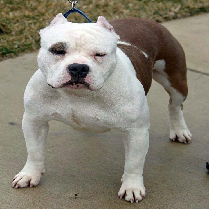 Americanbullyhq's tweet image. BIJUAN #abkcbully #atlanta #amazing #armday #abkc #beast #beastro #bluenosepit #bluenosepi… ift.tt/1WpRJVw