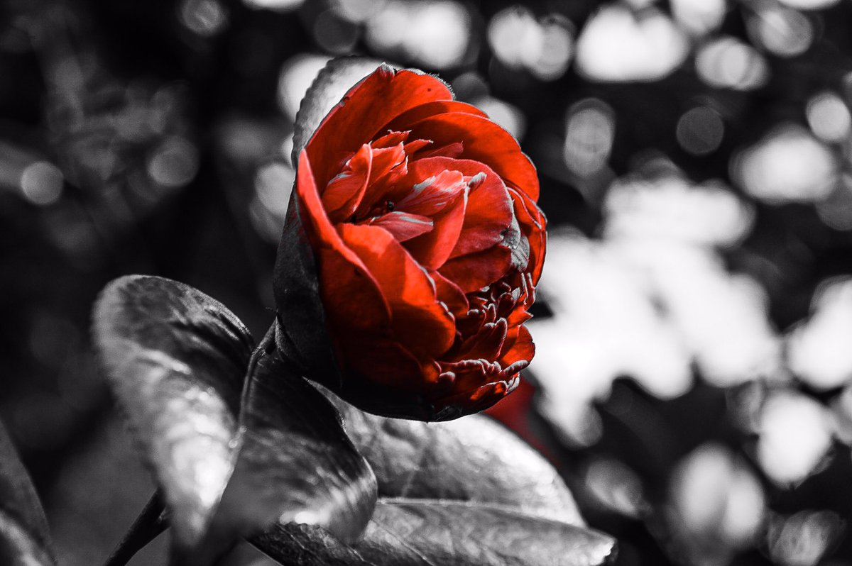 MMahot's tweet photo. Every #flower is a soul blossoming in #dpNATURE. #GerardDeNerval @dailyp @Kaleidoscope_08 #london #Greenwich https://t.co/zyIMUbBDH4