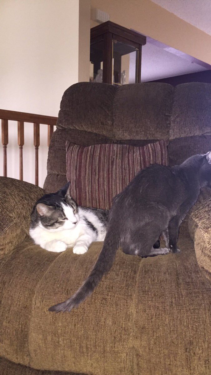 ashes_miles's tweet photo. About to fart in @georgeycat2002 face, haha classic #OldCatFarts https://t.co/htMHJjJYyu