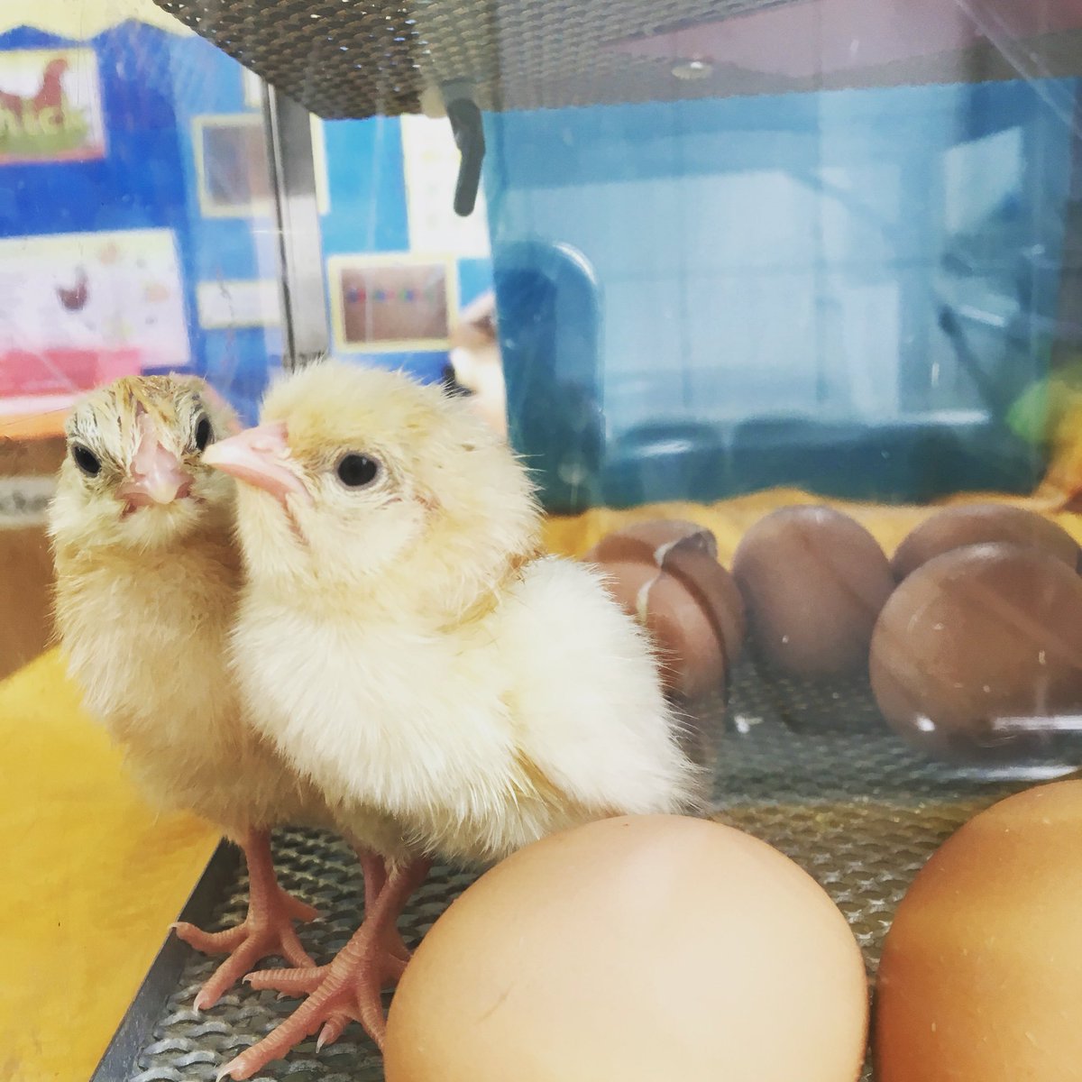 Courtney_ysj's tweet photo. Two of our baby chicks that hatched today🐣 https://t.co/Vt0WxQkXz2