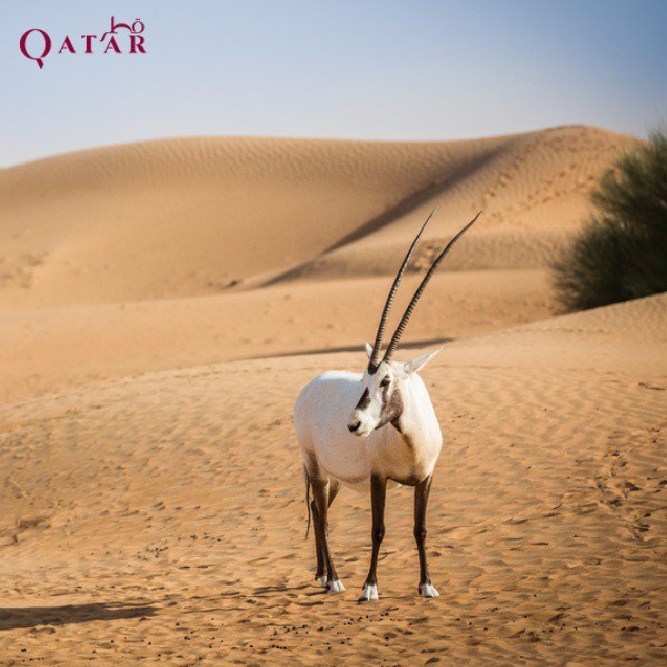 Twitter 上的Visit Qatar: Twitter 上的Visit Qatar: