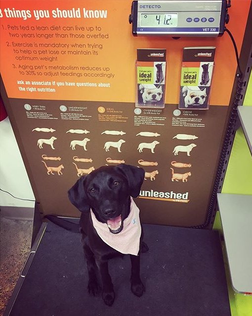 Unleashed by Petco on X: Lyla checked in at pet weighing scale today! She  certainly is a happy and growing pup.  / X