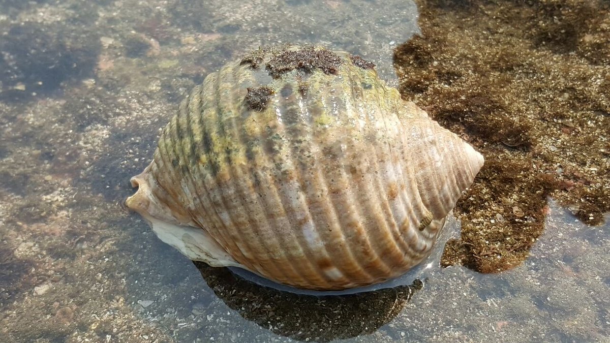 MU_Mediation's tweet photo. Take a look at this cool #shell on the #Nicaraguan Pacific Coast take an #internship #volunteer #teacherprogram https://t.co/6lA2392mVM