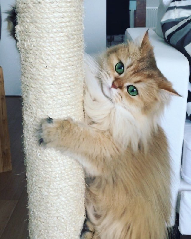EL COMERCIO on Twitter: "📷 Así es Smoothie, el gato más fotogénico de  Instagram https://t.co/HTIIGATAIJ https://t.co/Qlc8qMJUw4" / Twitter