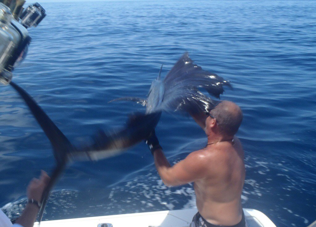 #atlantic #liberia #sailfish #catchnrelease #fishing team #reelmagic @RealSaltLife @FinandField