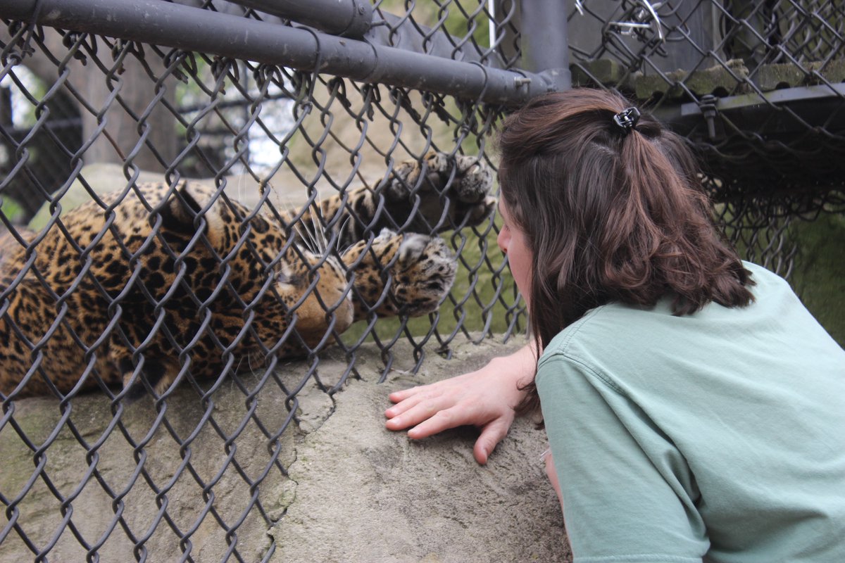 ElmwoodParkZoo's tweet photo. Some days, you just need to stop and chat with a jaguar. 🐱 https://t.co/5MhcRWnG87