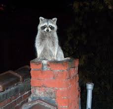 Americanchase's tweet photo. Missing/damaged chimney chase covers invite raccoons &amp; pests Once removed a custom #chasecover will be needed fast https://t.co/0QvtqAGpYo