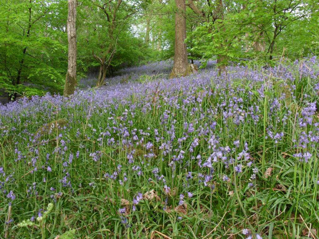 firgarth55's tweet photo. Got to be 1 of the best drives #Grasmere to #Keswick. #placetobe#notjustlakes#cumbriaisopen #Grasmere bluebells https://t.co/Ua3az82Qsu
