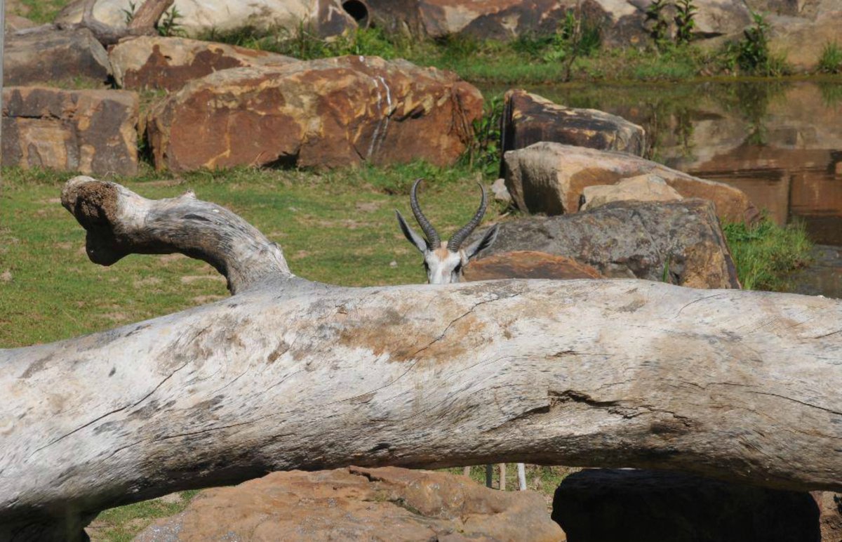 TulsaZoo's tweet photo. Peek-a-boo!

(Photo: Aaron Goodwin, Tulsa Zoo) https://t.co/nkSaiEUVkM