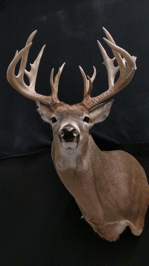 Can't wait to pick my buck up from the taxidermist and get it mounted up with my wall mounting system.