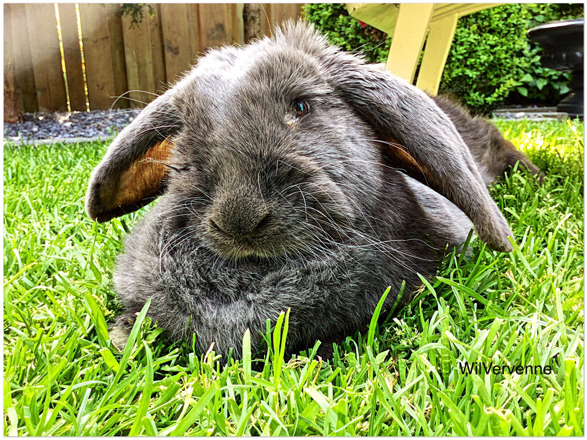 WilVervenne's tweet photo. Om op te vreten.๐ Figuurlijk natuurlijk ๐.
I Love BoBo โค๏ธ. PhotoOfTheDay #rabbit #7kilo #Ipad https://t.co/RpuAuiXGFz