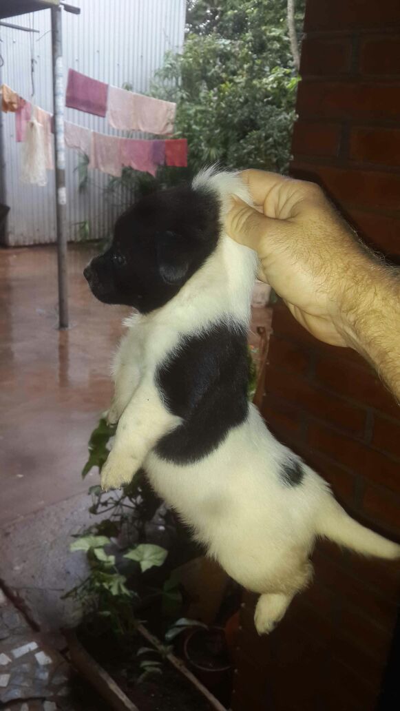Arimiller99's tweet photo. Les presento a Ati la mascota de LBA! @jotajotaacosta @Nery_aes @OrlandoCarisimo @pituacosta22 @jpfretes @Cuchu1979 https://t.co/zd1SyZBYoN