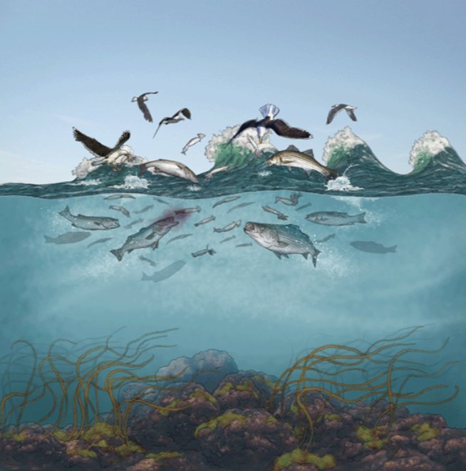 #Stripers Love Squid In The Rips
bit.ly/1QY2equ
#FlyFishing