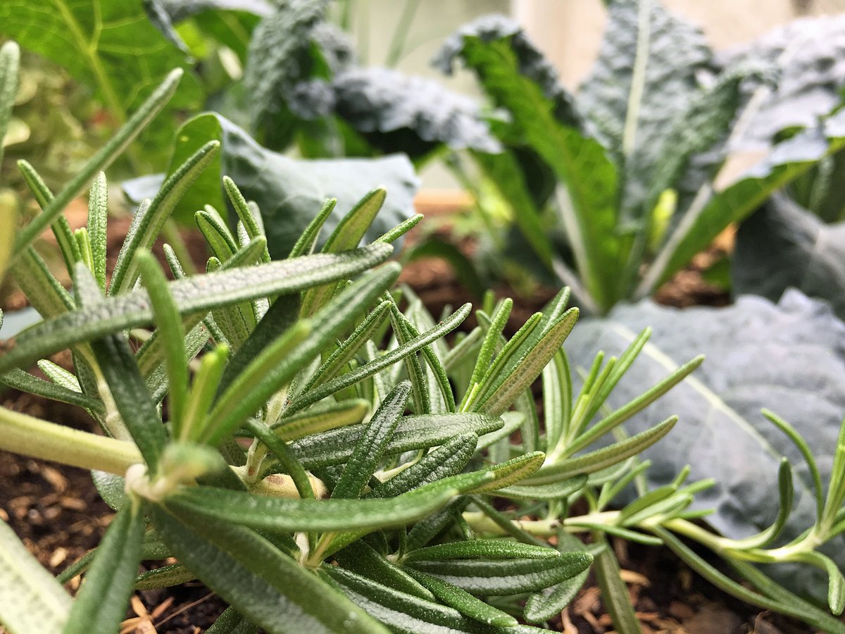 A kitchen garden in 6 sq ft?  Find out how, this Sunday in <a href="/ChestnutHillPA/">Chestnut Hill Business District</a> #urbangarden <a href="/urbgardenersrep/">Urban Gardeners Republic</a>