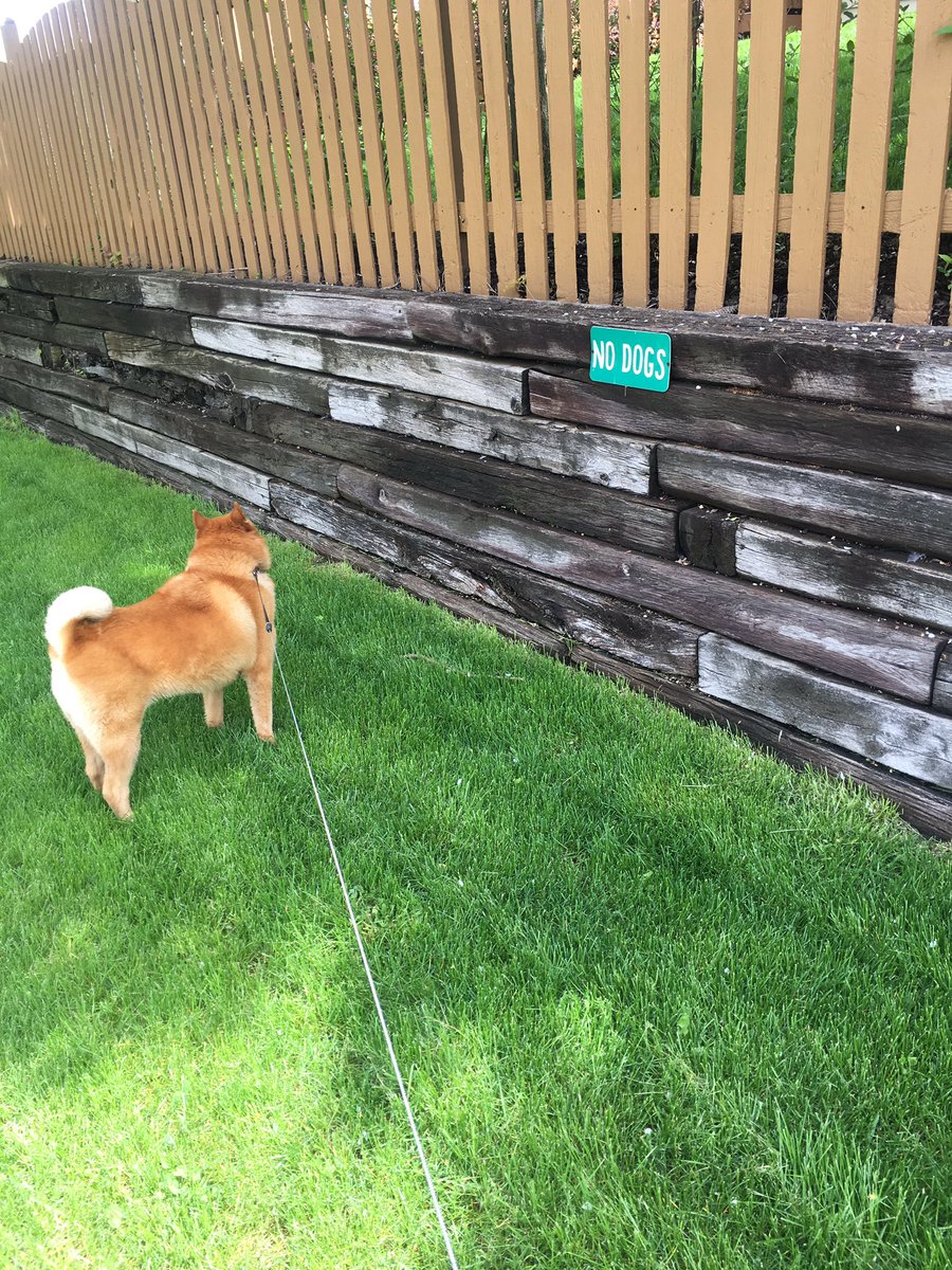 benjoffee's tweet photo. Yeah.......sparky is reckless 😈 https://t.co/NLOy12Qnbo