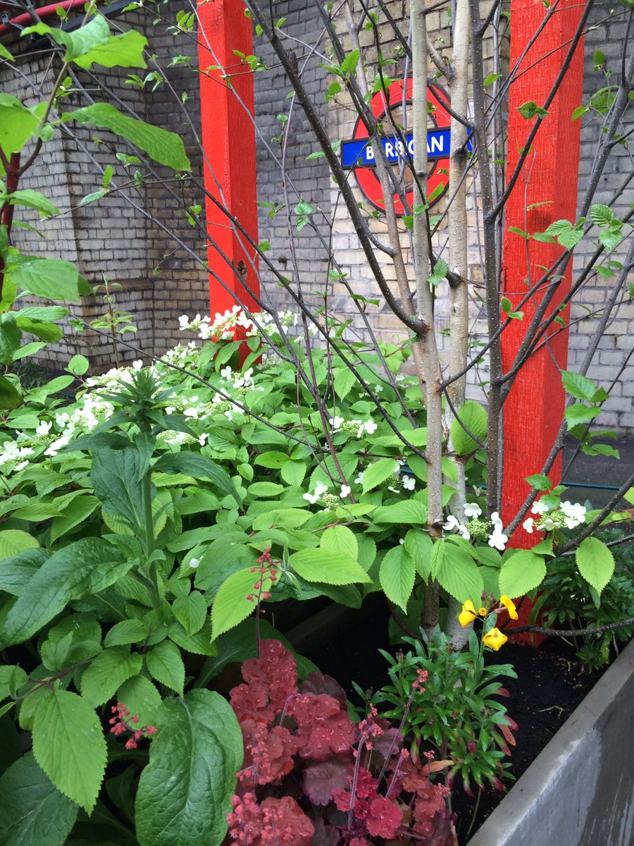 MissBTakesaWalk's tweet photo. Garden theme 2/2 @FCityGardens for @TfL Barbican Station Pop Up #OGSW2016 https://t.co/oaP6Ufj5tt