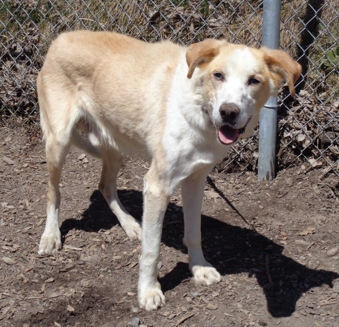 The Ontario SPCA and Humane Society tweet media