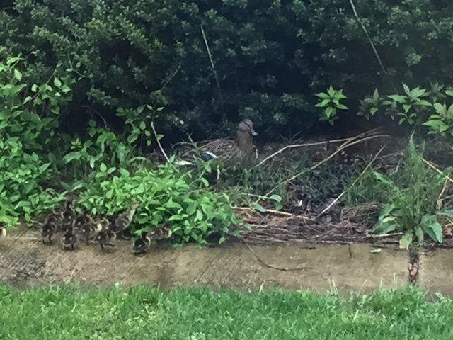 SCESLibrary_VA's tweet photo. Every spring, we have a mama duck who lays her eggs in the library courtyard. And she's back! #SCESDucks https://t.co/AcEhiQPrQ2